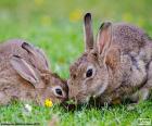 İki tavşan birlikte mera yeme